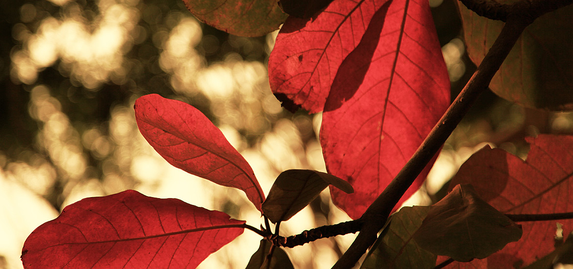 在哪买ddos压力在线测试平台